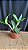 Pot. (Haw Yuan Glory x Golden Acclain 7 - Imagem 2