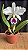 Cattleya Labiata Semi Alba 3 - Imagem 1