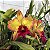 Blc. Suzuki's Red Flare 'Nagase' 3 - Botao + Vaso Cheio - Imagem 1