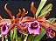 Laelia Tenebrosa 'Rubra' 1 - Espata Floral - Imagem 1