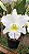 Bc. Pastoral 'Innocence' - Espata com Botao + Espata Floral - Imagem 1