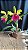 Blc. (Schilleriana x Chunyeah #17) - 2 Flores - Imagem 1