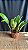 Blc. Tajima's Satisfaction - Botao + Vaso Cheio - Imagem 2