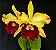 Blc. Tajima's Satisfaction - Botao + Vaso Cheio - Imagem 1
