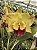 Blc. Saeng U-SA n1 - Botoes + Espata Floral - Imagem 1