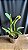 Blc. Saeng U-SA n1 - Botoes + Espata Floral - Imagem 2