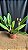 Blc. (Mildred Rives x Irene Finney) - 3 Frentes com Botoes (Sementeira) - Imagem 2