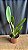 Blc. Ann Cleo 'Laina' - Vegetal - Imagem 2