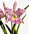 Bc. (Maikai Mayumi x Pastoral Innocence) 3 - 5 Frentes com Botoes (SEMENTEIRA) - Imagem 1