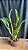 Blc. Amazing Thailand 'Gold Star' 1 - 2 Espatas Florais (BotoeS) - Imagem 2