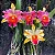 Blc. Amazing Thailand 'Gold Star' 2 - Espata Floral + Vaso Cheio - Imagem 1