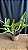 Cattleya Stephen Oliver 'Fouraker' 1 - 2 Frentes com Botoes (Antiga) - Imagem 2