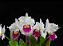 Cattleya Stephen Oliver 'Fouraker' 2 - 2 Frentes com Botoes (Antiga) - Imagem 1