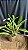 Cattleya Stephen Oliver 'Fouraker' 2 - 2 Frentes com Botoes (Antiga) - Imagem 2