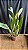 Blc. Exotic Dream 'Original' 1 - 2 Espatas Florais (Botao) - Imagem 2