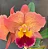 Blc. Exotic Dream 'Original' 2 - Espata Floral (Botao) - Imagem 1