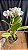 Lc. Melody Fair 'Mishima' 1 - 5 Flores Enfileiradas - Imagem 2