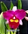 Blc. Elegance Dancer Rouge - Espata Floral com Botao - Imagem 1