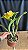 Blc. Moon Star 1 - 3 Flores Abertas - Imagem 3