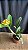 Blc. Moon Star 2 - 2 Flores Abertas - Imagem 2