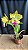 Blc. Candelario Garcia 'Amarela' - 2 Flores Abertas - Imagem 1
