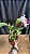 Blc. (Siam Old White x Siam Pink) - 3 Flores Gigantes - Imagem 2