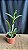 Cattleya Little Fairy 1 - Cacho de Botoes - Imagem 2