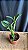 Cattleya Little Fairy 2 - Cacho de Botoes - Imagem 2