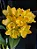 Cattleya Little Fairy 2 - Cacho de Botoes - Imagem 1