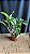 Cattleya Marie Haga 'Freckles' 1 - Vegetal Cheio - Imagem 2