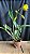 Blc. Rodrigo Suzuki 'Barefoot' - 2 Frentes com Botoes (Vaso Gigante) - Imagem 2