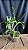 Epc. Siam Jade 'AVO' - 2 Frentes com Botoes - Imagem 2