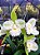 Epc. Siam Jade 'AVO' - 2 Frentes com Botoes - Imagem 1