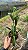 Cattleya Little Fairy - Cacho de Flores + Frente com Botao - Imagem 2