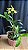 Dendrobium (Speciosum x Kingianum) 1 - Florido - Imagem 1