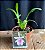 Miltonia Spectabilis Rosea - Pre Adulta - Imagem 1