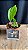 Stanhopea Lietzei - Tamanho 3 (Pote 10) - Imagem 1