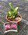 Bifrenaria Tyrianthina - Pre Adulta (Cuia) - Imagem 1