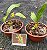 Bifrenaria Vitellina - Pre Adulta (cuia) - Imagem 1
