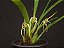 Maxillaria Bradei - Pre Adulta (Cuia) - Imagem 1