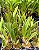 Hoff. Rupestris x Cattleya Alaori - Pre Adulta (Pote 7) - Imagem 2