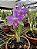 Hoff. Rupestris x Cattleya Alaori - Pre Adulta (Pote 7) - Imagem 1