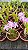 Hoff. Rupestris x Cattleya Alaori - Pre Adulta (Pote 7) - Imagem 2