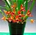 Maxillaria Tenuifolia - Pre Adulta - Imagem 1