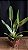 Blc. (Rolf Altenburg x Beatriz Kunning) 1 - 2 Espatas Florais - Imagem 1