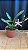 Miltonia Brasileira 4 - Imagem 1