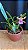 Miltonia Brasileira 5 - Imagem 1