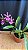 Miltonia Brasileira 8 - Imagem 1