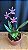 Miltonia Brasileira 10 - Imagem 1