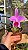 Laelia Pumila - Florida - Imagem 1